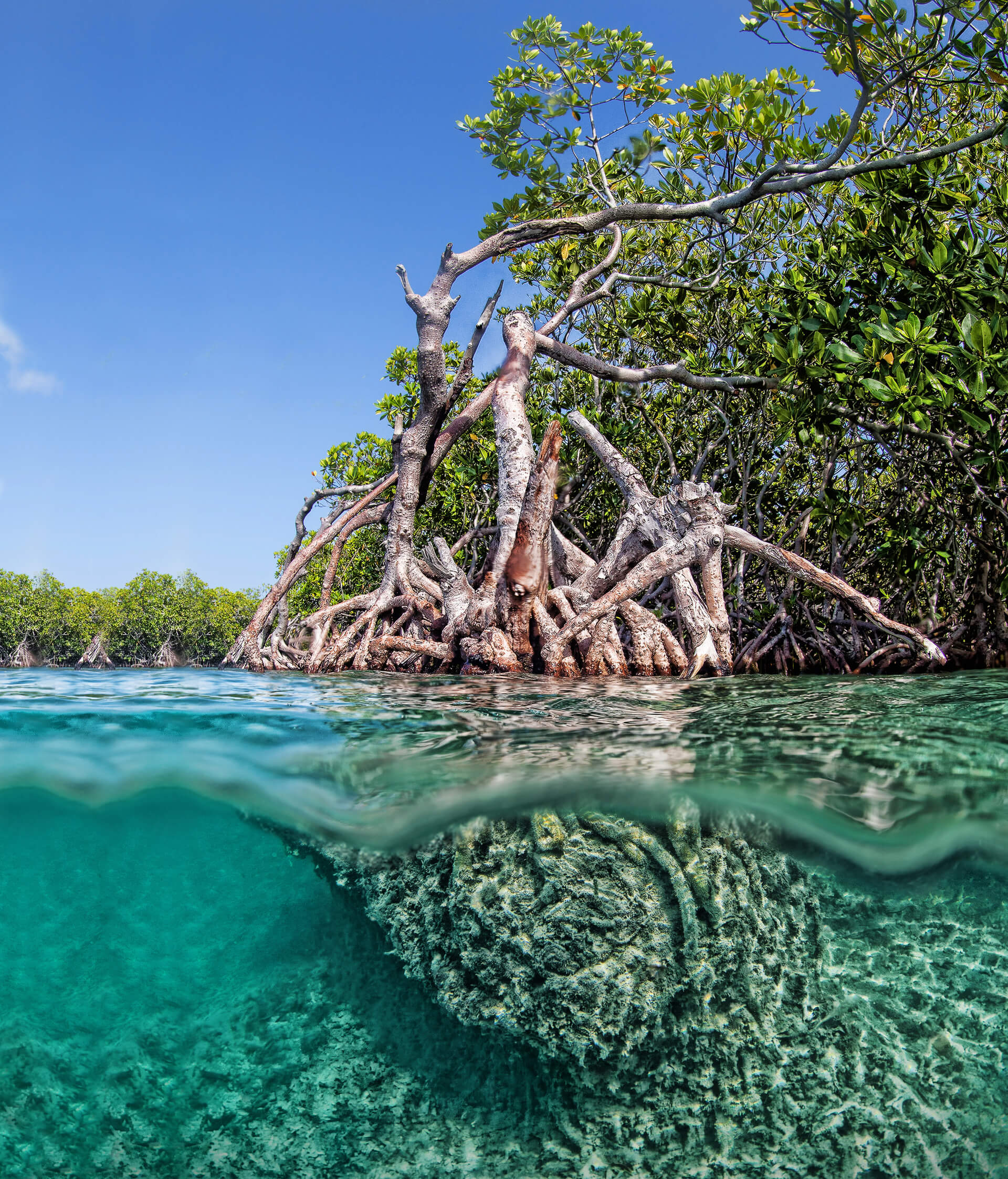 Underwater view of the mangrove roots that are part of Cayo Aurora, aka Gilligan's Island. 