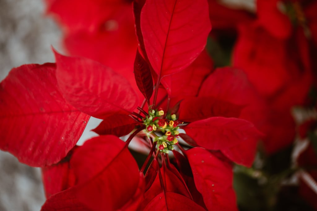 Closeup of red and green pascua flower.