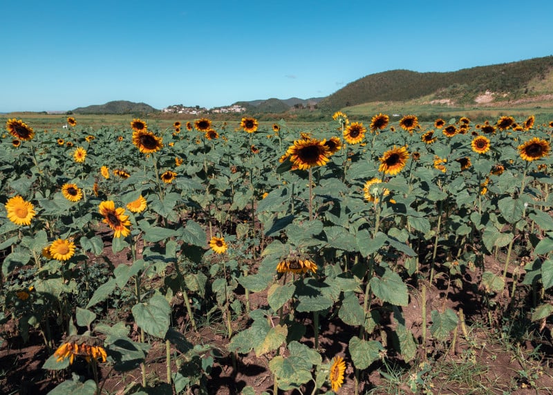 Finca El Girasol | Discover Puerto Rico