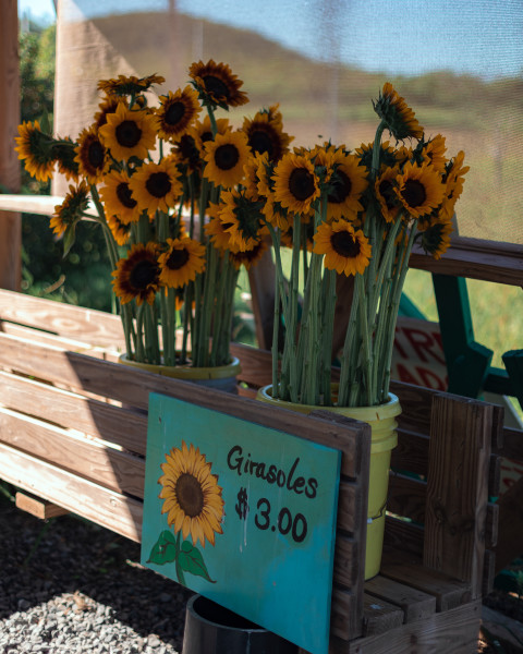 Finca El Girasol | Discover Puerto Rico