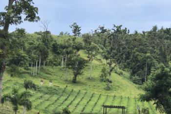 Panorama panorámico de la plantación de café Hacienda Muñoz.