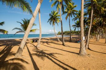 Looking between palm trees out to the bright blue water of the sea