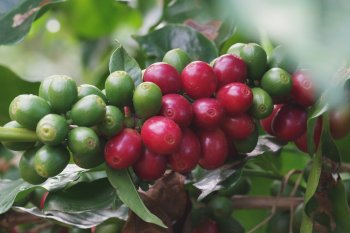 Una imagen de granos de café cultivados localmente.