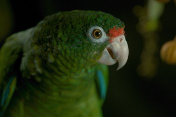 A Puerto Rican parrot.