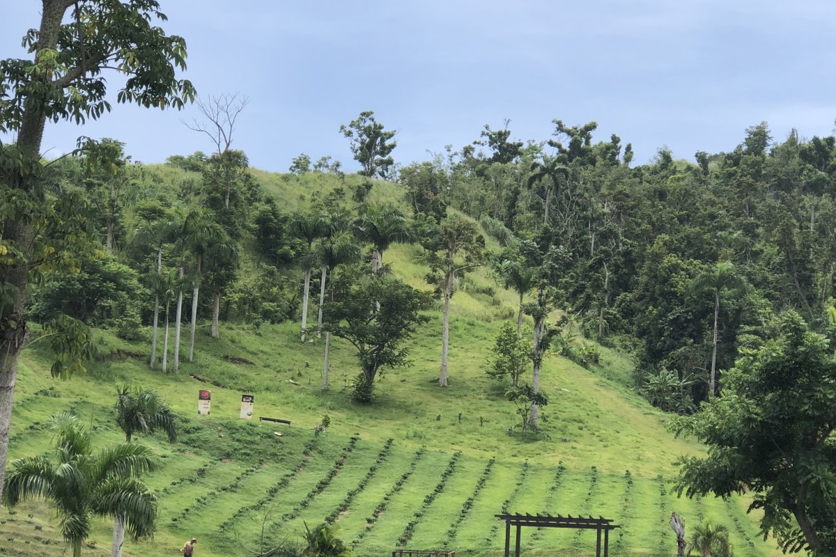 El exuberante paisaje del cafetal Hacienda Muñoz.