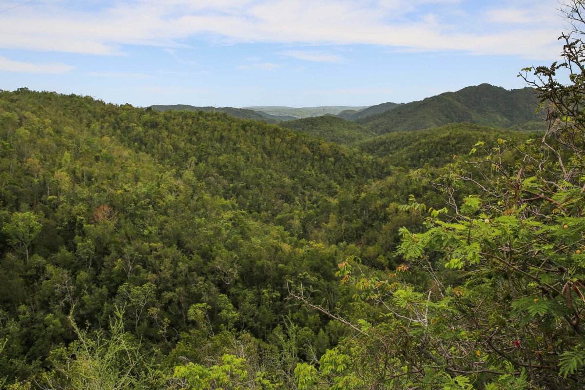 Aerial view of Susúa State Forest