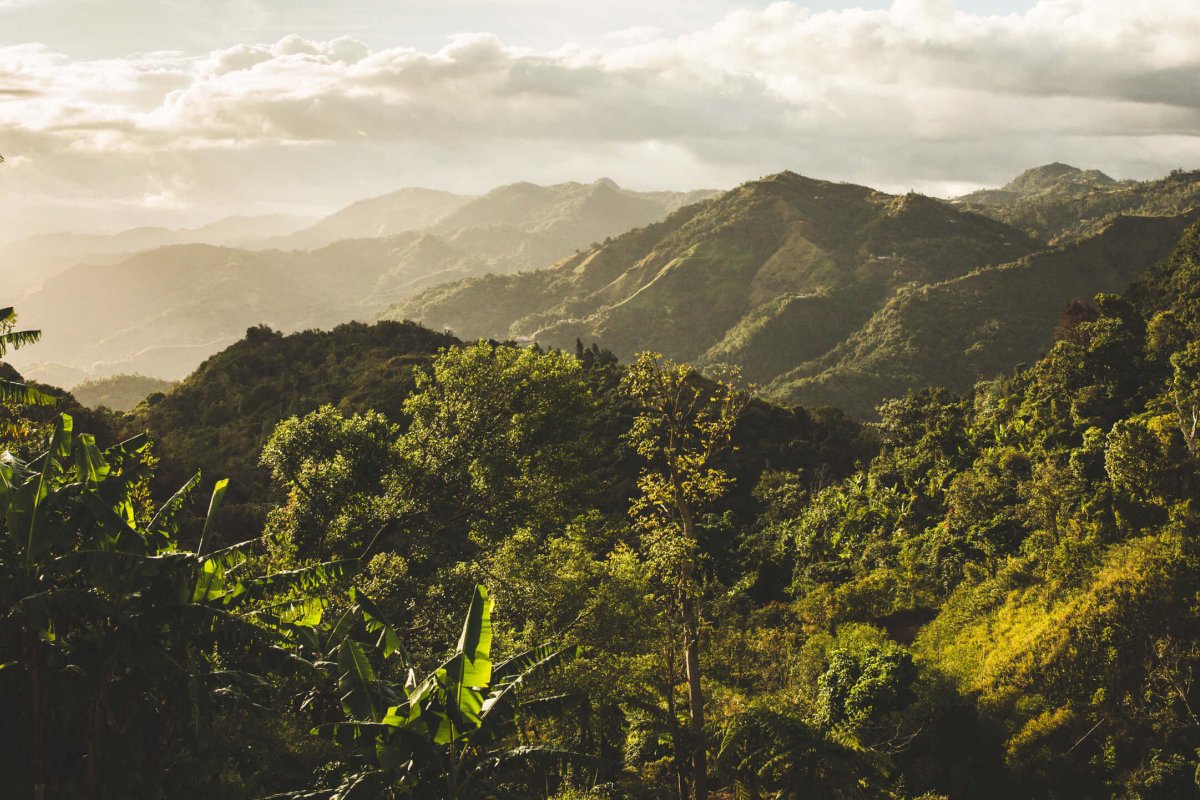 View of the lush landscape of Yauco