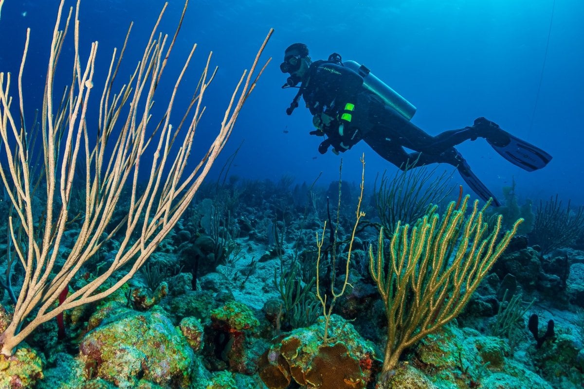 Diving at La Pared in La Parguera