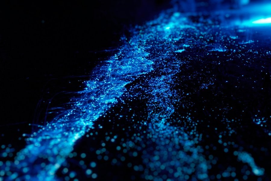 Glowing Bioluminescence