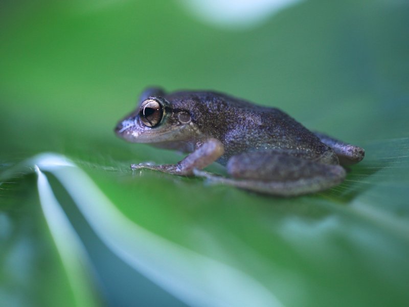 E. coqui outlet