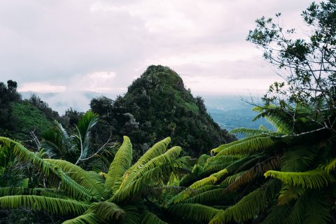 Puerto Rican rainforest