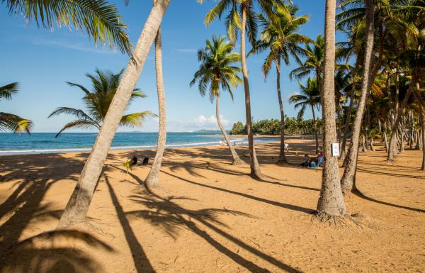 El azul del mar entre las palmas de Luquillo.