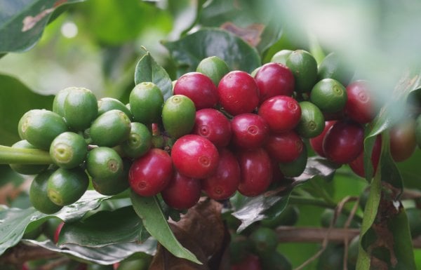 A picture of locally grown coffee beans.