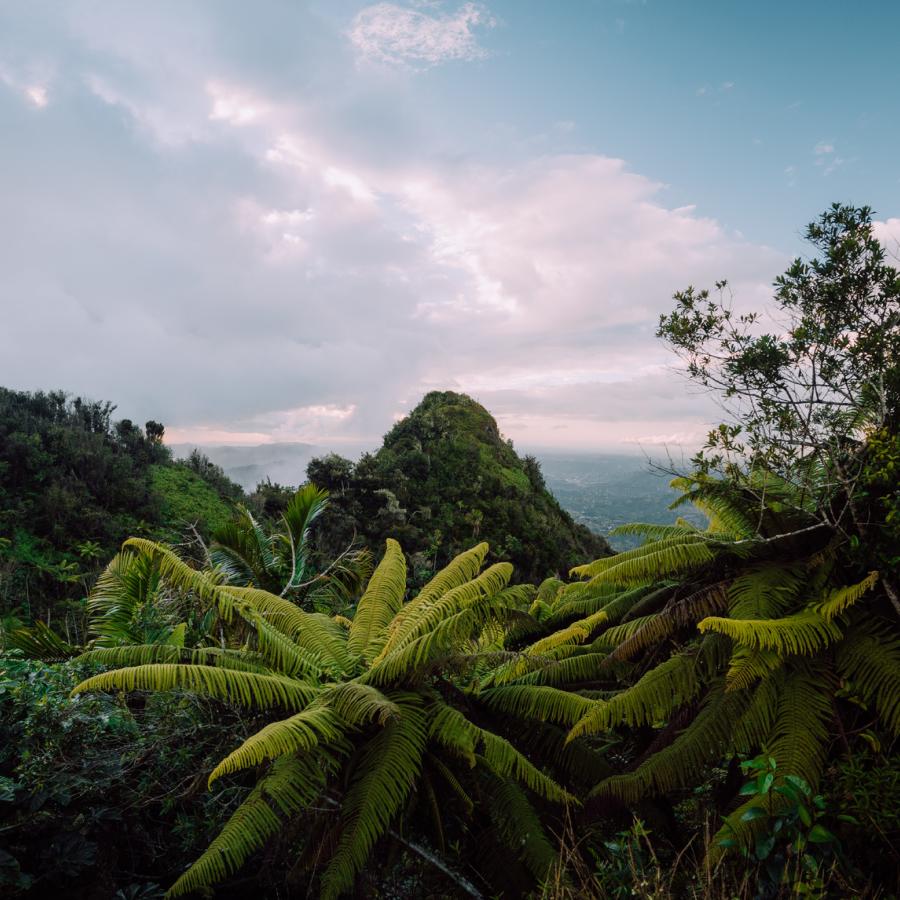 Lush vegetation at Toro Negro State Forest in Puerto Rico.