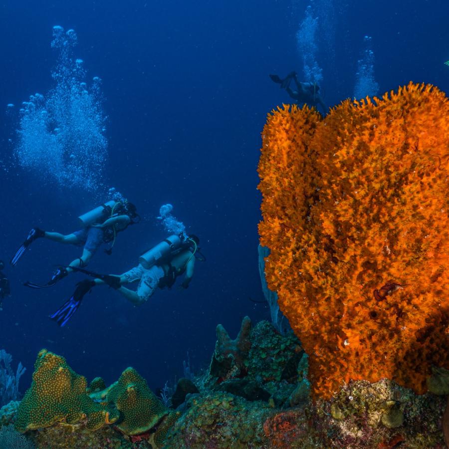 Diving at The Wall