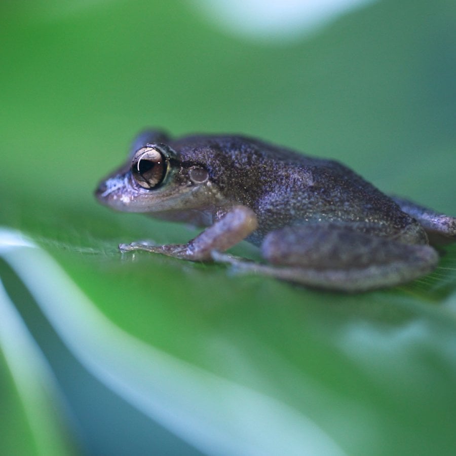 The coquí frog.