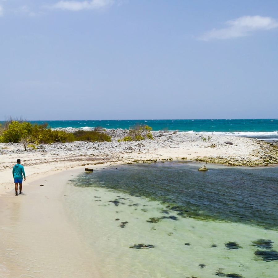 Sardinera