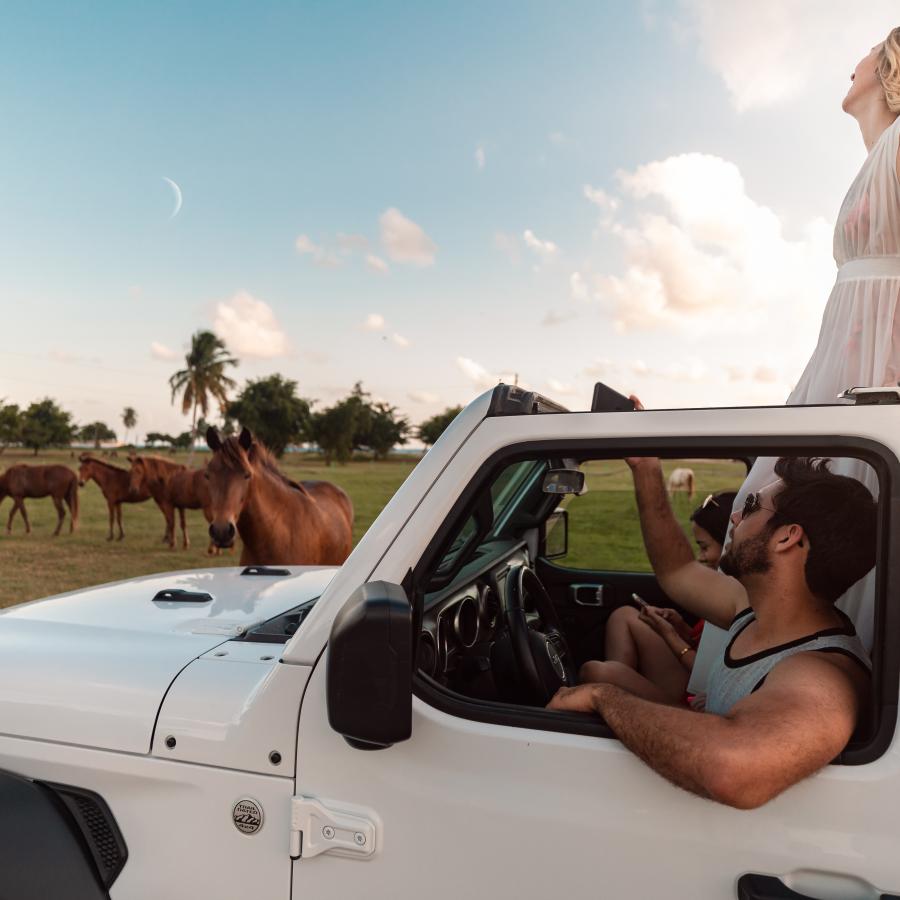 A group of friends riding a Jeep encounter wild horses in Vieques.