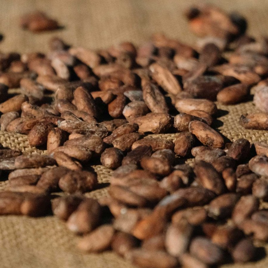 Cacao beans are spread on a piece of burlap at Hacienda Buena Vista in Ponce, Puerto Rico.