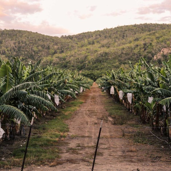 Coffee trees stand in rows with a mountainous background at a coffee farm in Yauco, Puerto Rico.