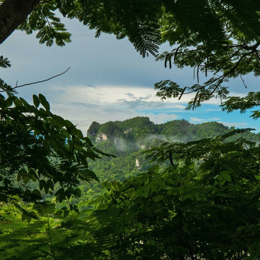 Dramatic, foliage-covered mountains are viewed through an opening of trees in Ciales, Puerto Rico.