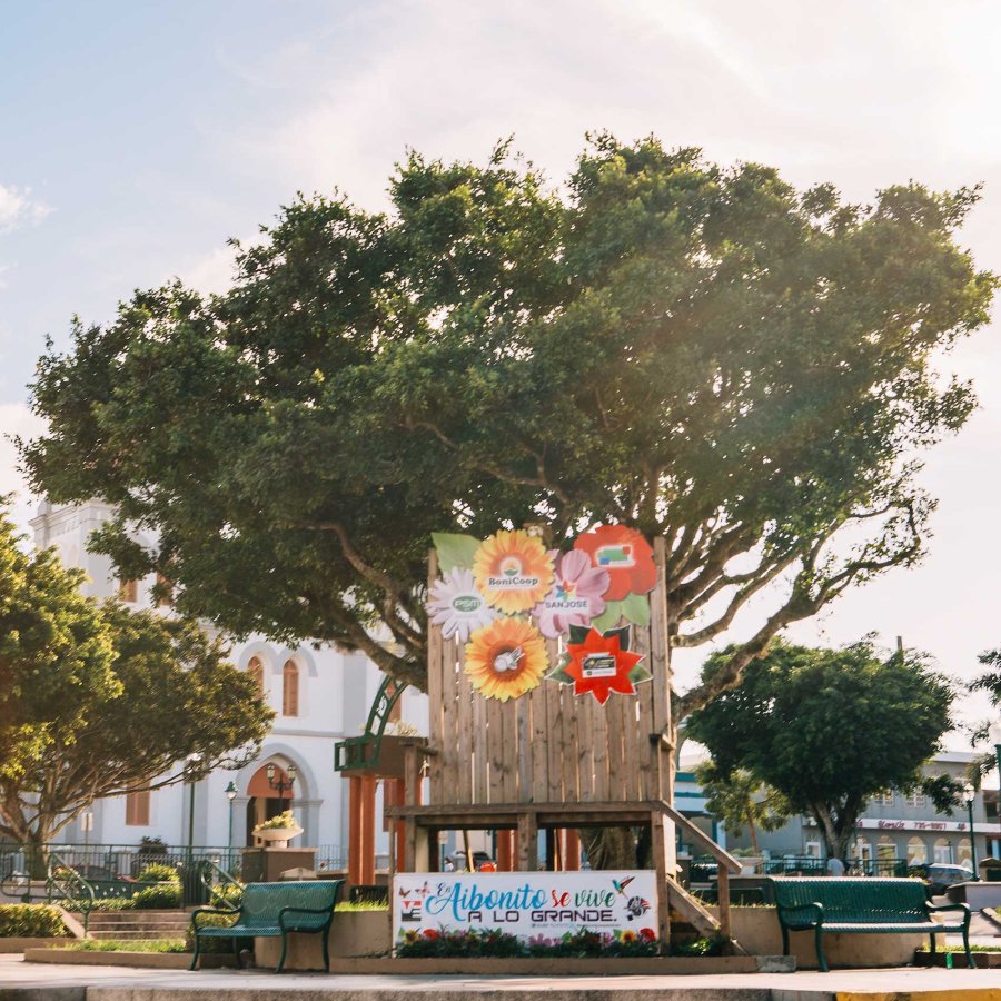 A view of a large tree with a handpainted sign of flowers in downtown Aibonito, Puerto Rico.