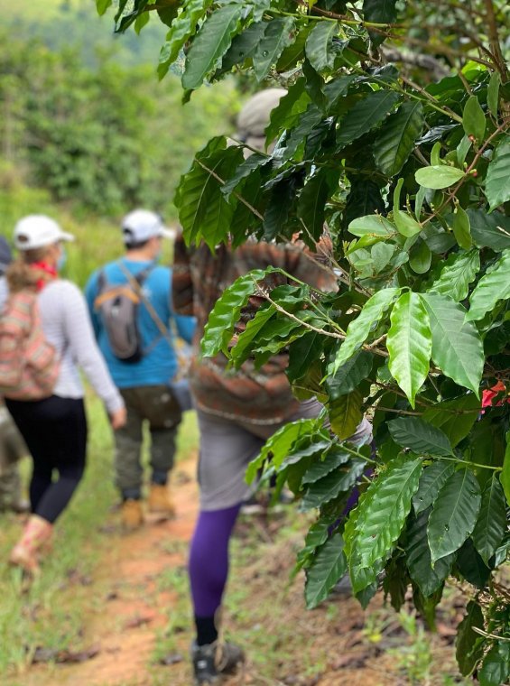 A group picking coffee beans.